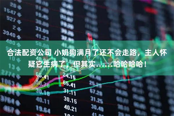 合法配资公司 小奶狗满月了还不会走路，主人怀疑它生病了，但其实……哈哈哈哈！